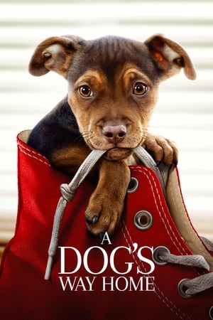 A Dogs Way Home (2019) Hindi Dual Audio | Hindi Dubbed Movie Web-DL 300MB